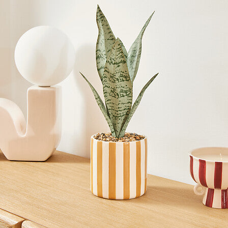 Изкуствено растение atmosphera Sansevieria Chéri, 38 cm