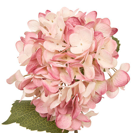 Декоративно стъбло хортензия atmosphera Fria, Асорти, 62 cm