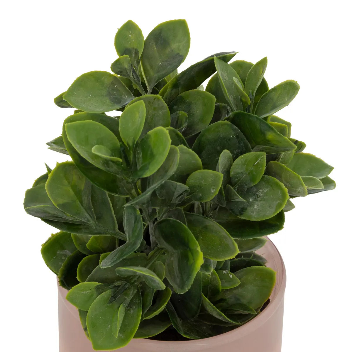 Изкуствено растение atmosphera Tayli Succulent, 18 cm, Различни видове