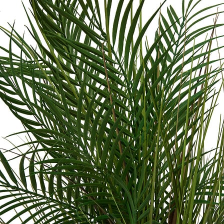 Изкуствено растение atmosphera Palm Tree Wonj, 142 cm