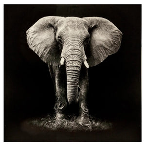 Картина atmosphera Elephant, Принт на платно 100x100 см