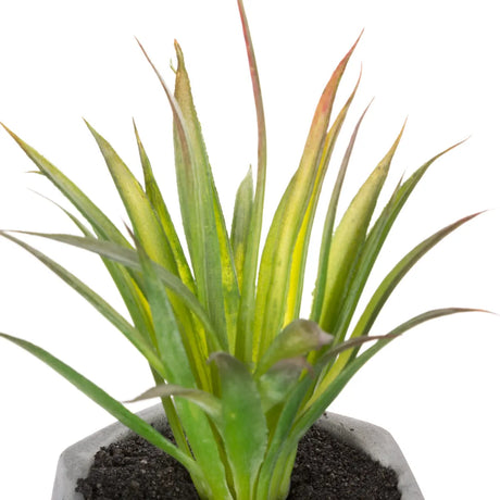 Изкуствено растение atmosphera Succulent, 14 cm, Различни видове
