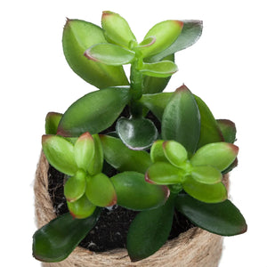 Изкуствено растение atmosphera, 16 cm, Различни видове