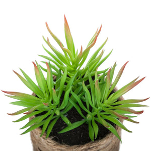 Изкуствено растение atmosphera, 16 cm, Различни видове