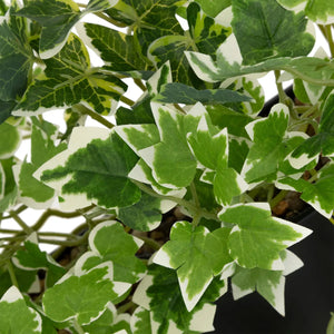 Изкуствено растение atmosphera Curt Hanging, 35 cm